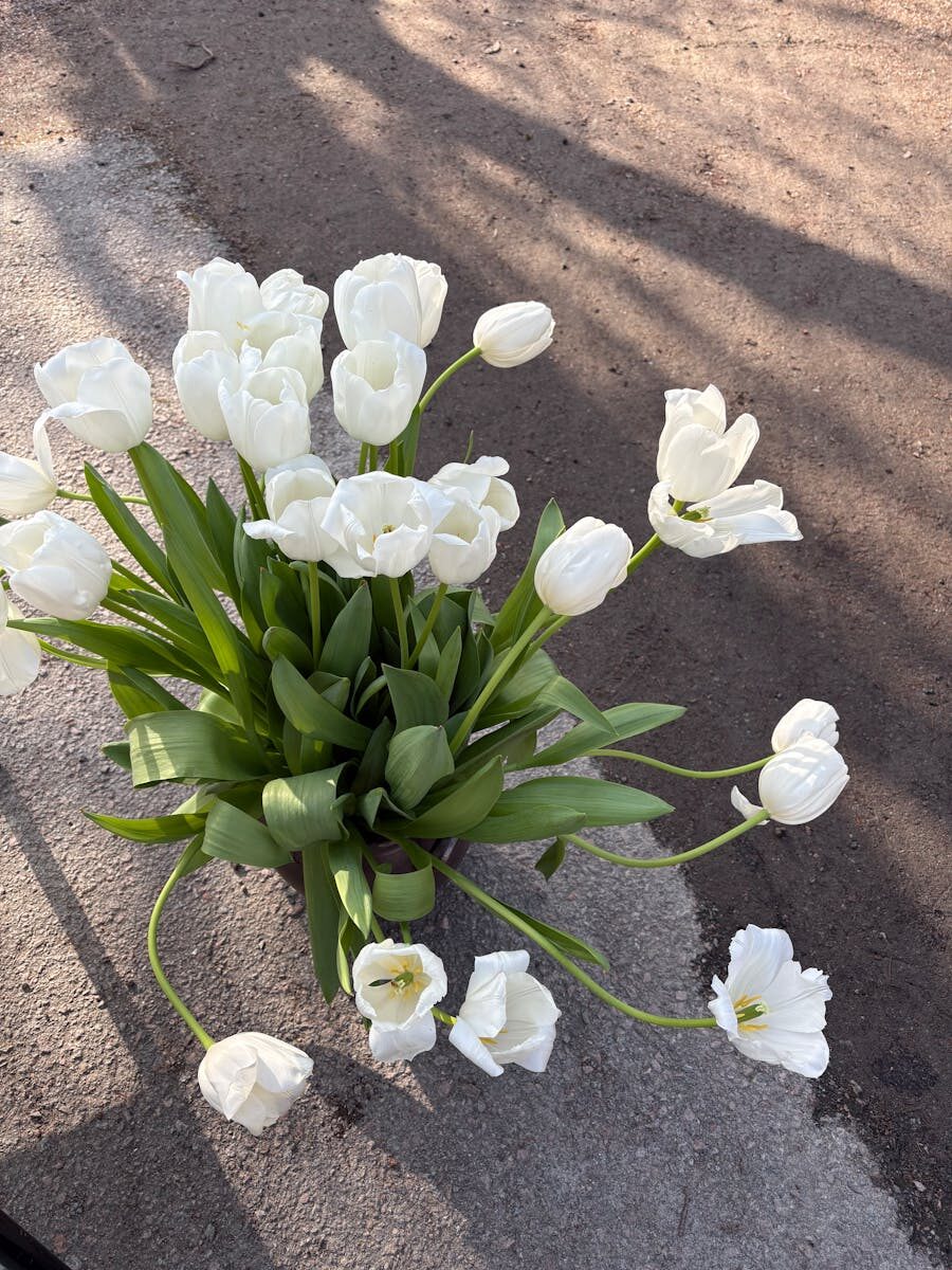 International Law & SOFA